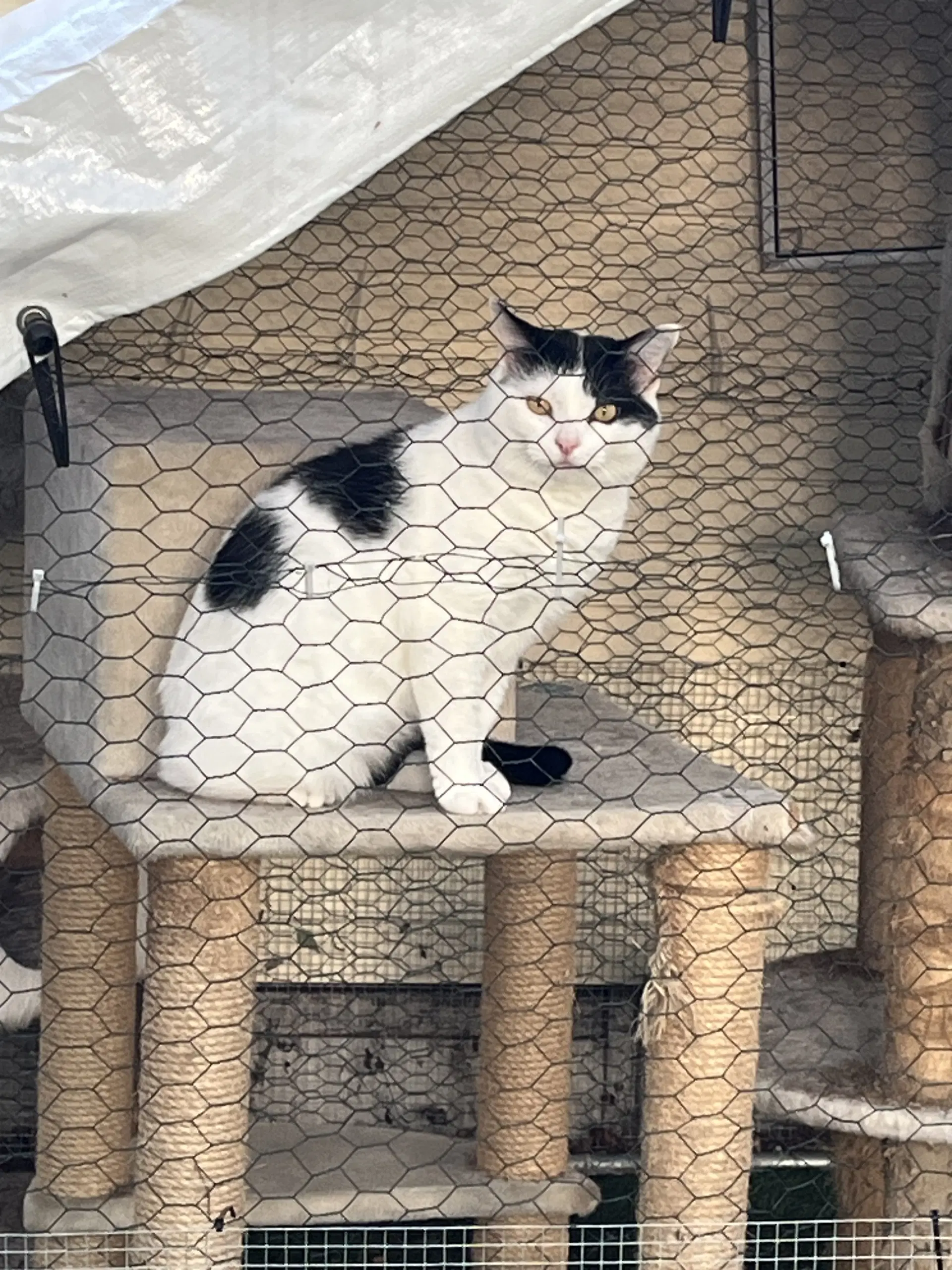 Frankie image 2