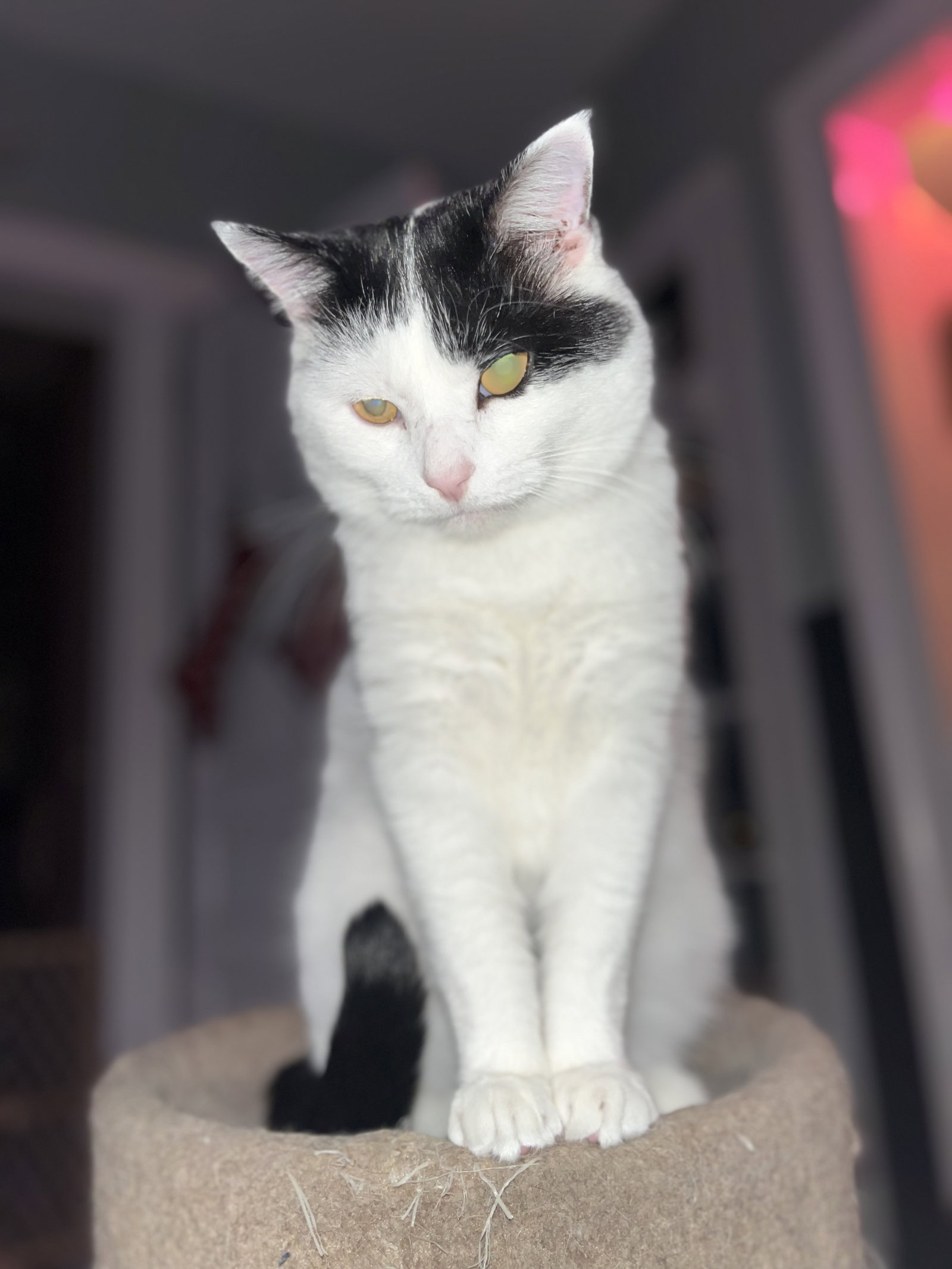 Frankie Image