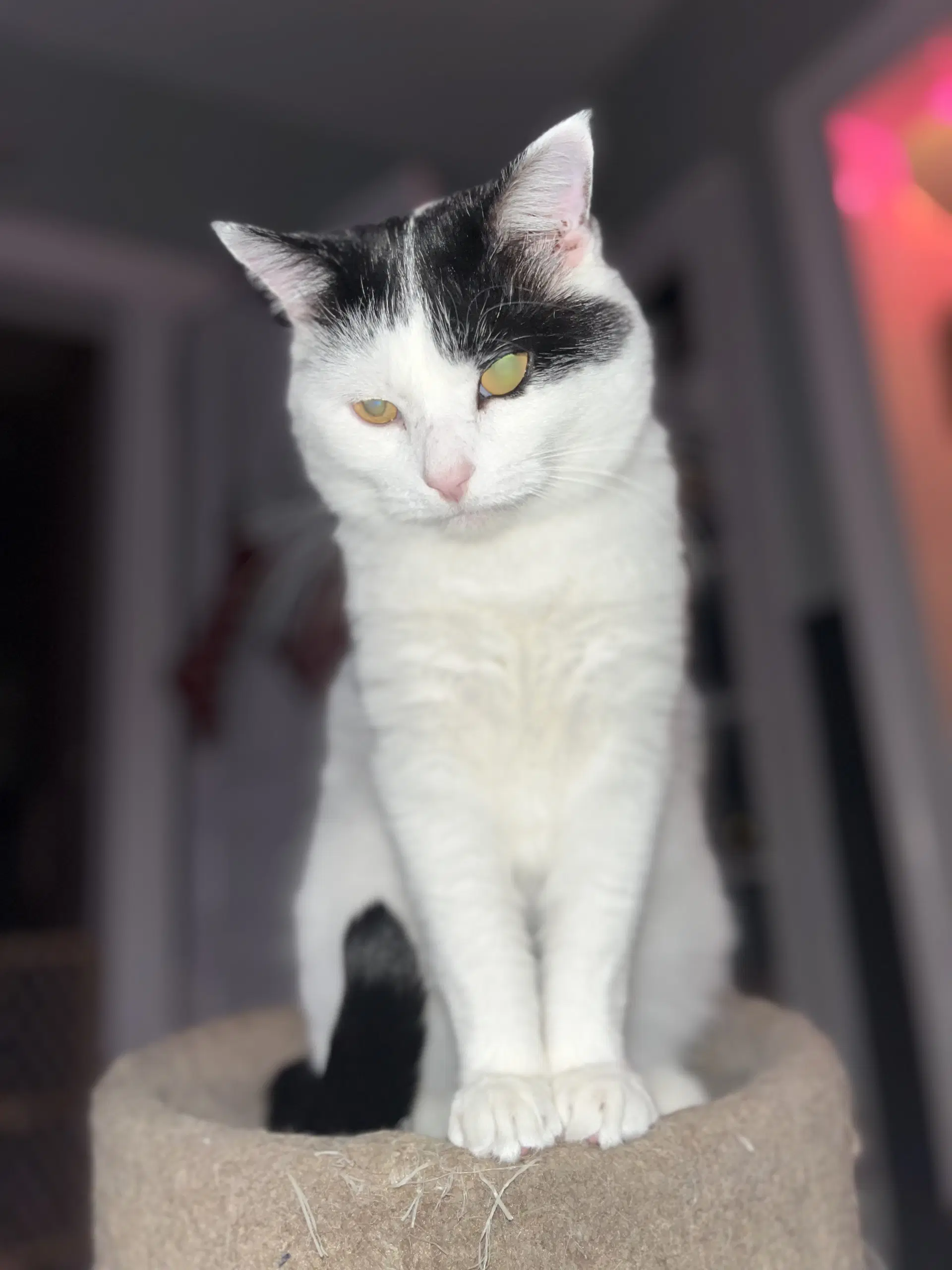 Frankie - Domestic Short Hair