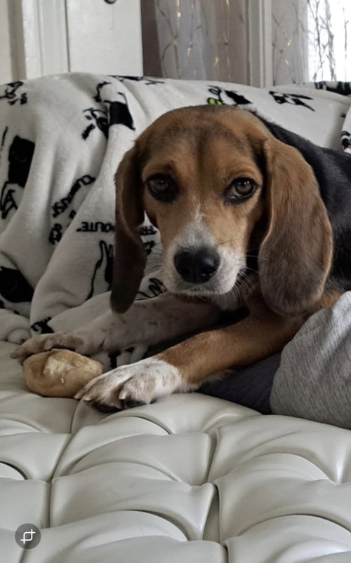 Miss Scarlett