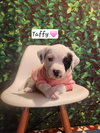Taffy BH