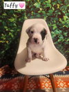 Taffy BH