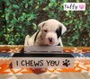 Taffy BH