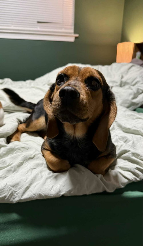 Ruger