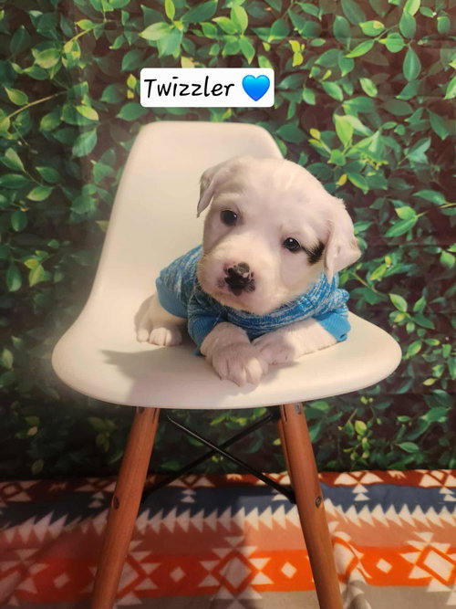 Twizler BH