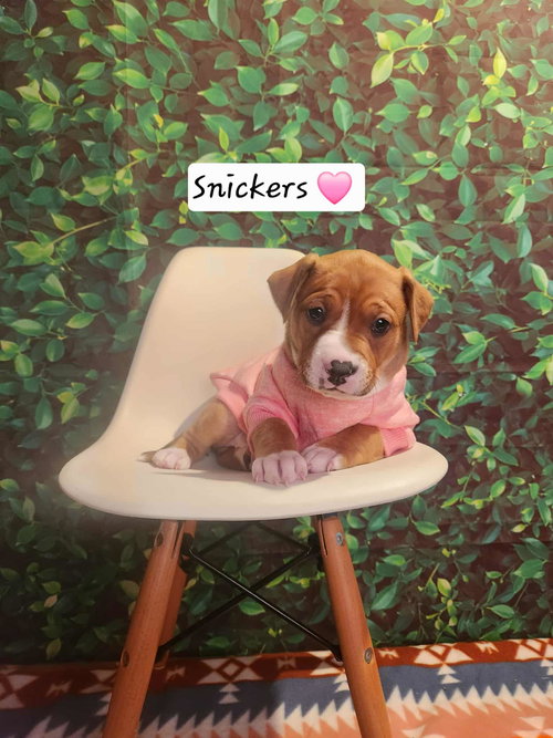 Snickers BH