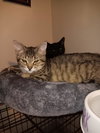 Tiger Lilly BI