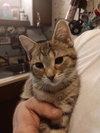 Tiger Lilly BI