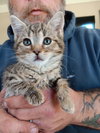 Tiger Lilly BI