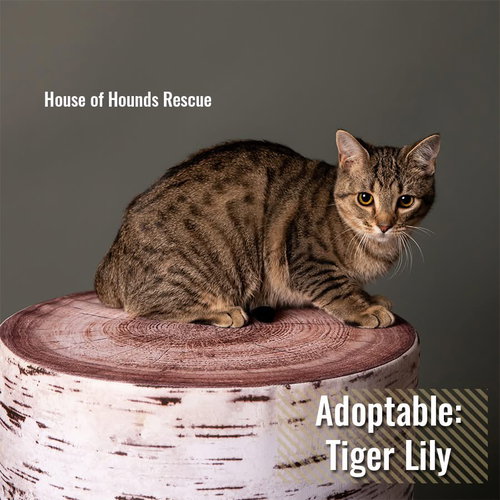 Tiger Lilly BI
