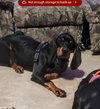 Rufus