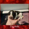 Smooch BJ