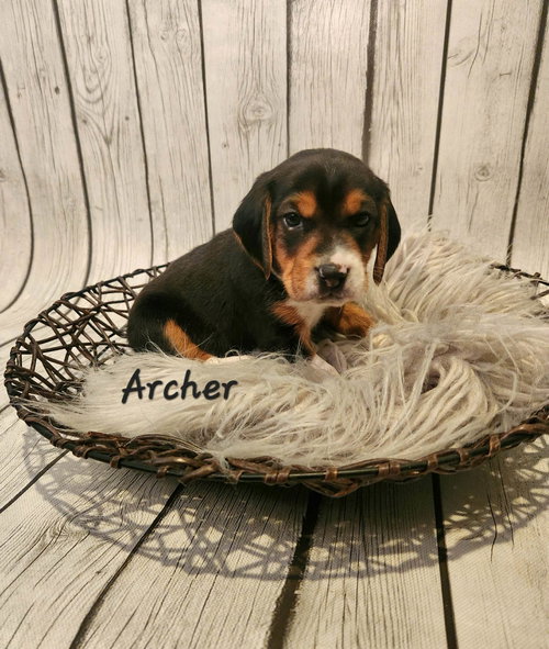 Archer BJ