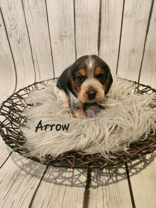 Arrow BJ