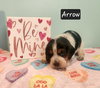Arrow BJ