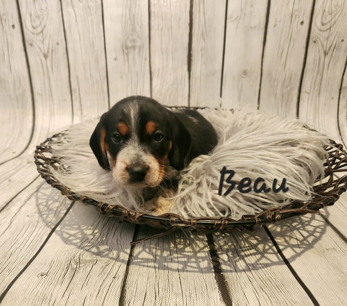 Beau BJ