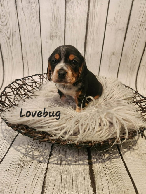 Lovebug BJ
