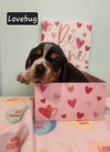 Lovebug BJ