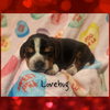 Lovebug BJ