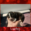 Lovebug BJ