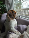 Archie