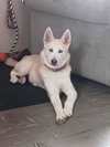 Polar Bear -BK