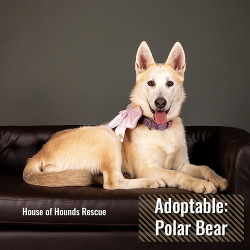 Polar Bear -BK, an adoptable Alaskan Malamute in Clinton , MI