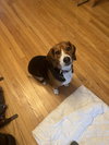 Darby