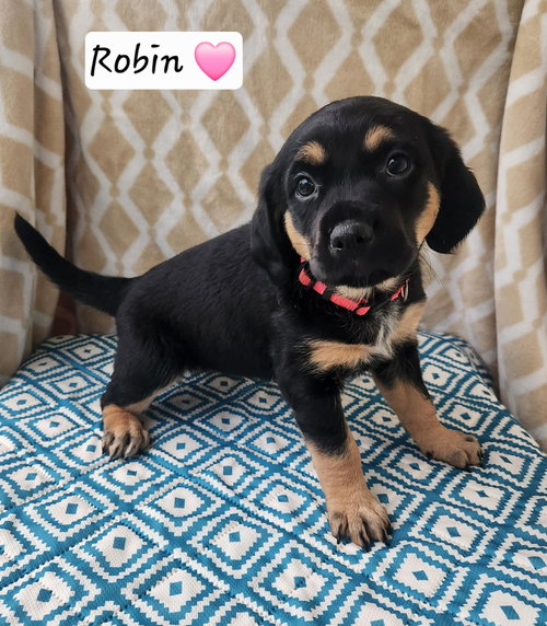 Robin BL, an adoptable Coonhound in Clinton , MI