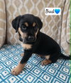Bud - BL