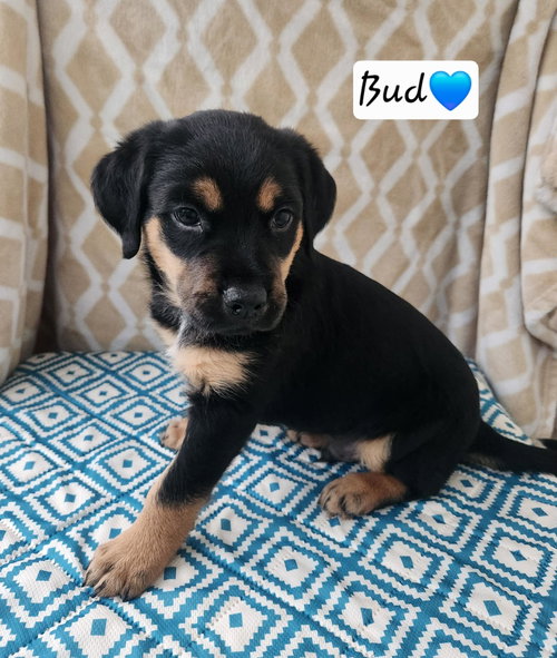 Bud - BL, an adoptable Coonhound in Clinton , MI