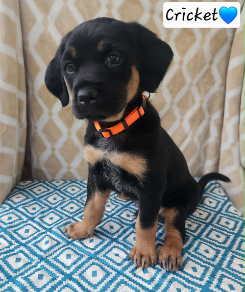 Cricket - BL, an adoptable Coonhound in Clinton , MI