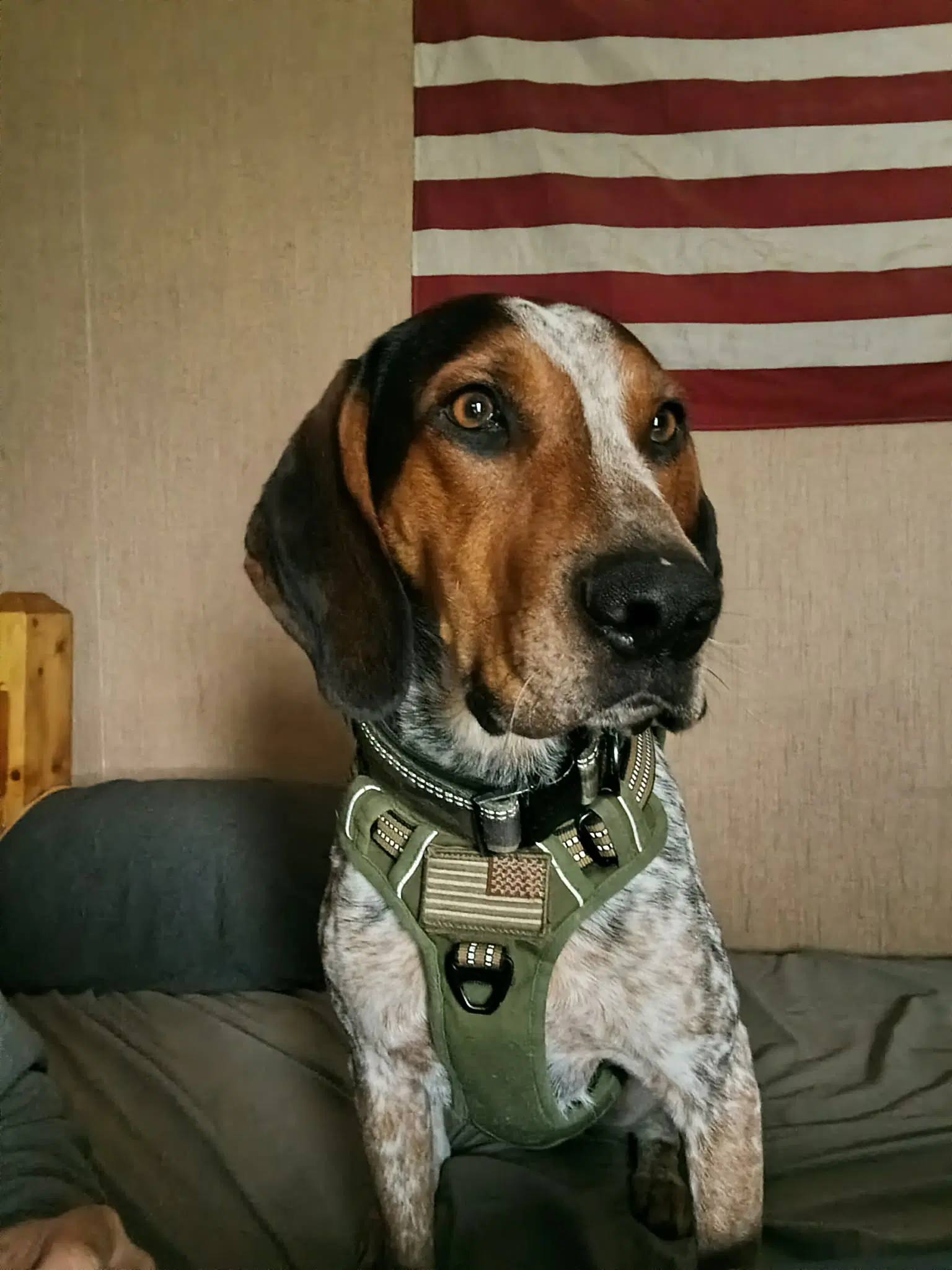 Mack - Bluetick Coonhound