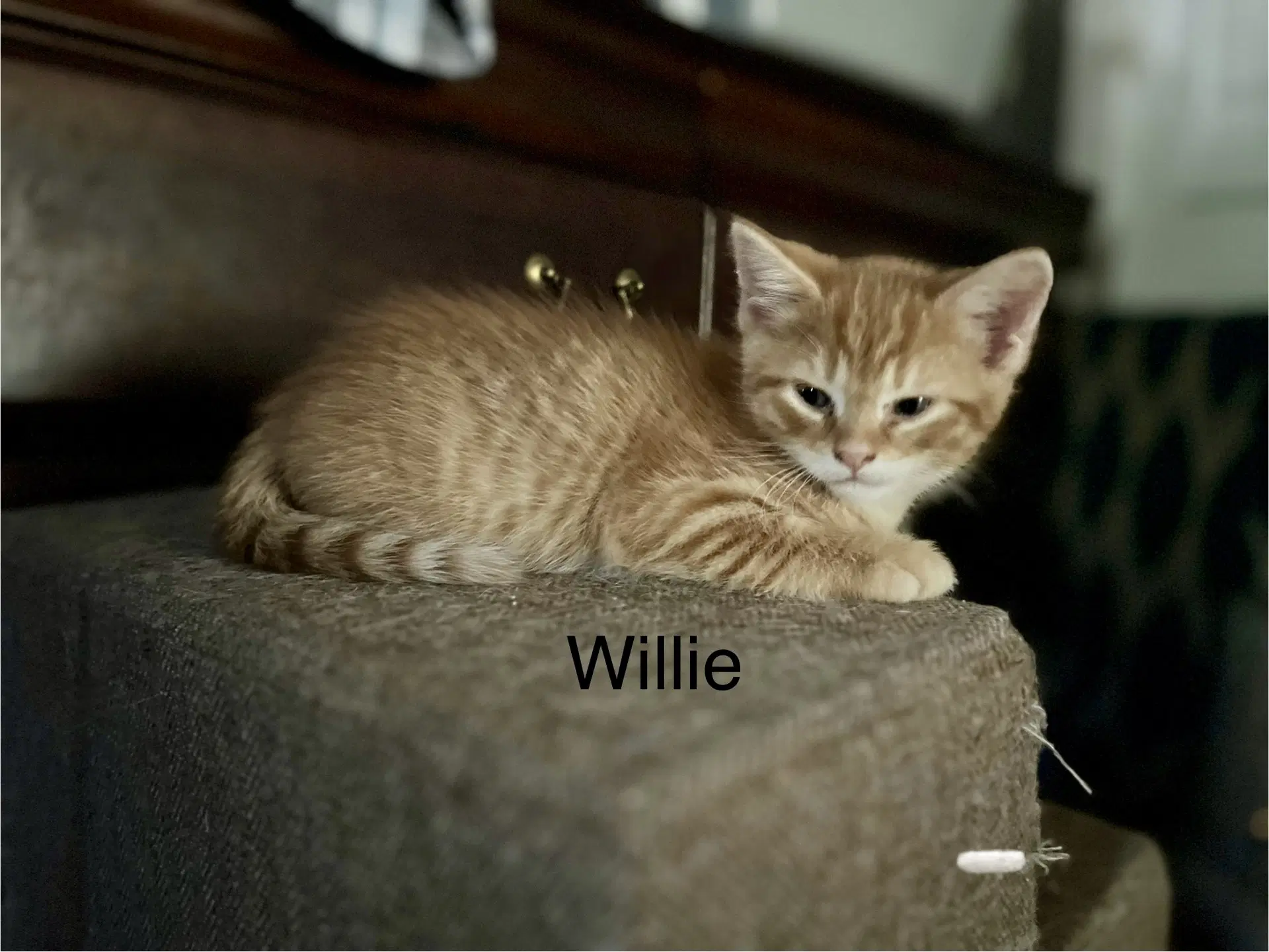 Willie Bm - Domestic Short Hair