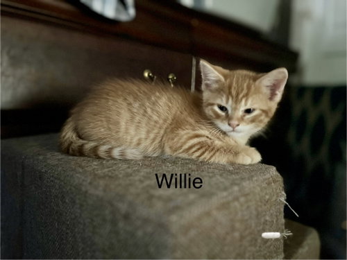Willie BM, Domestic Short Hair / Mixed, cat for adoption in Novi, Michigan