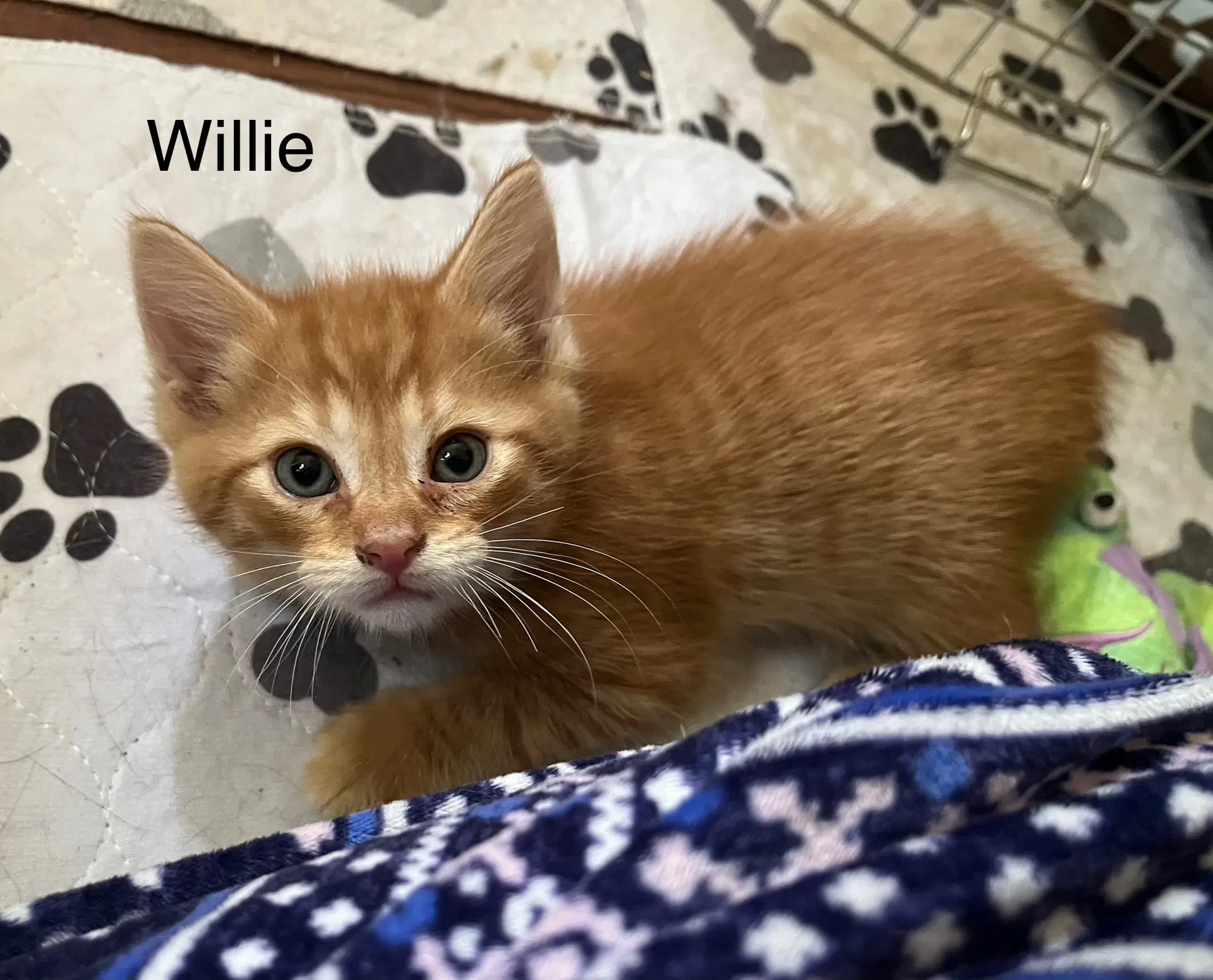 Willie Bm image 2