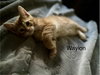 Waylon BM