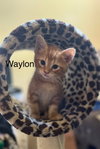 Waylon BM