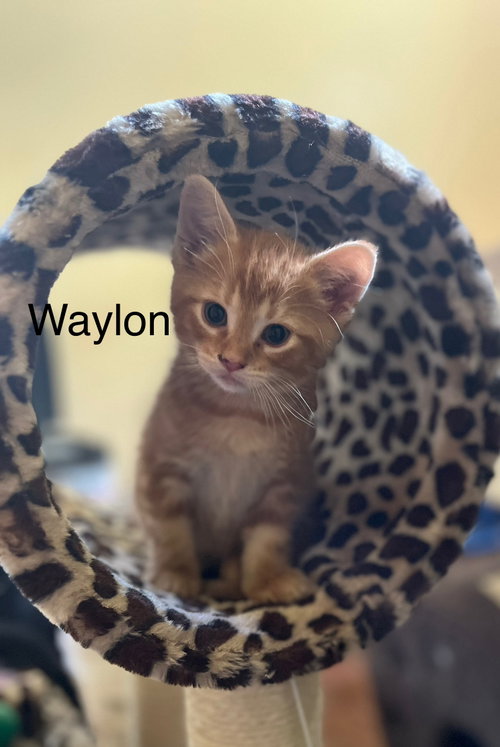 Waylon Bm photo 2