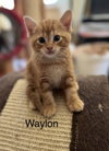 Waylon BM