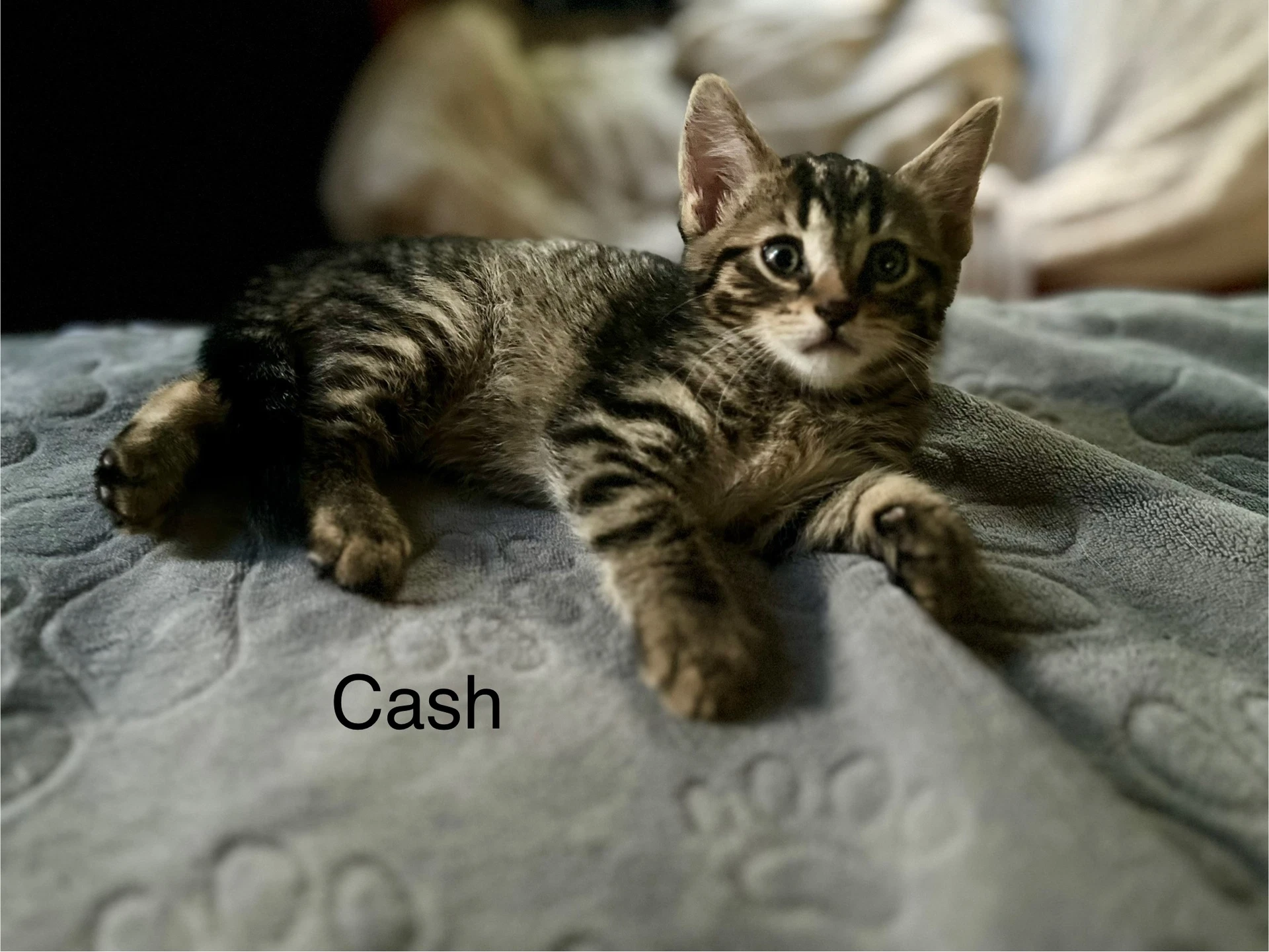 Cash