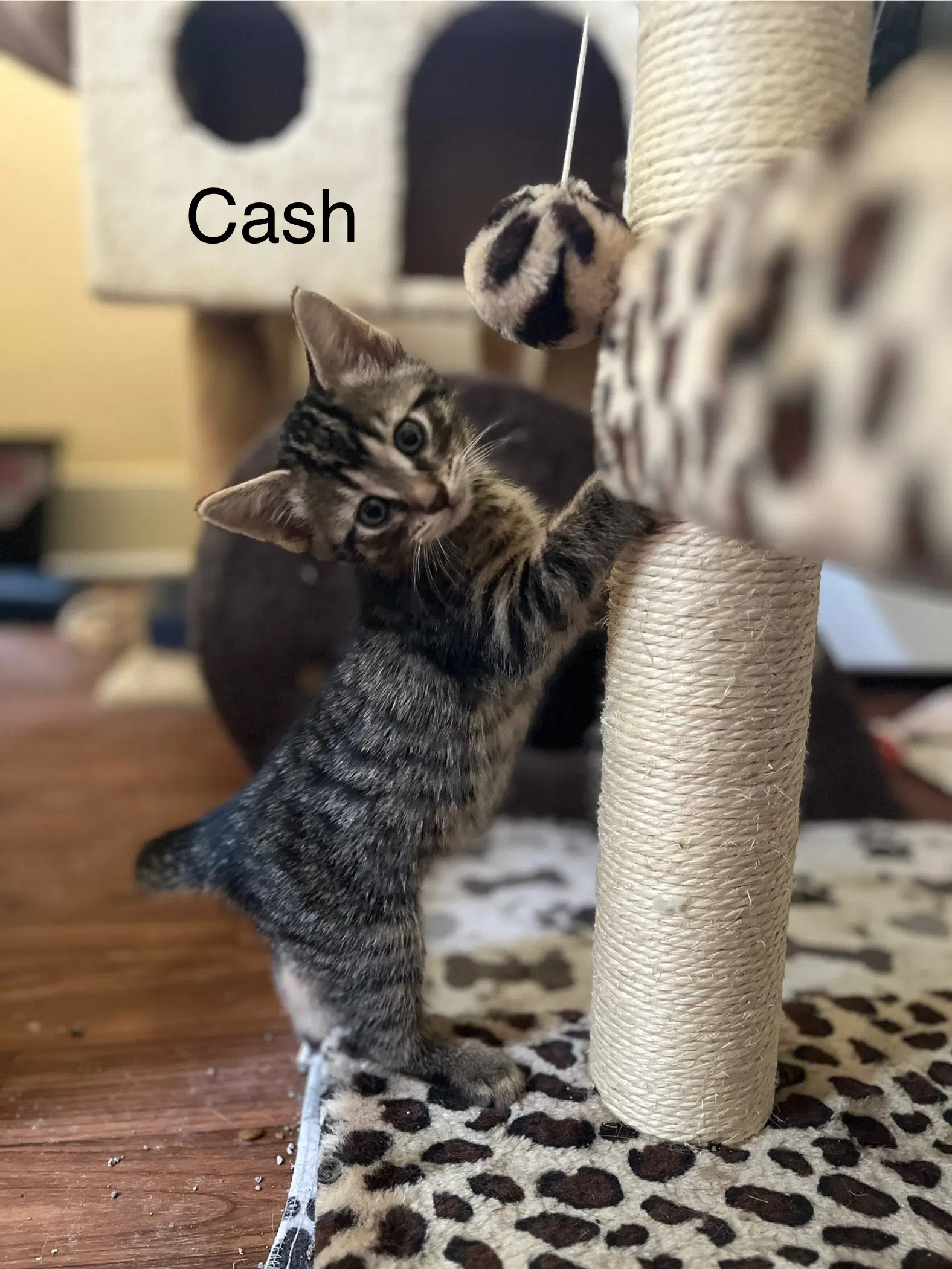 Cash image 2