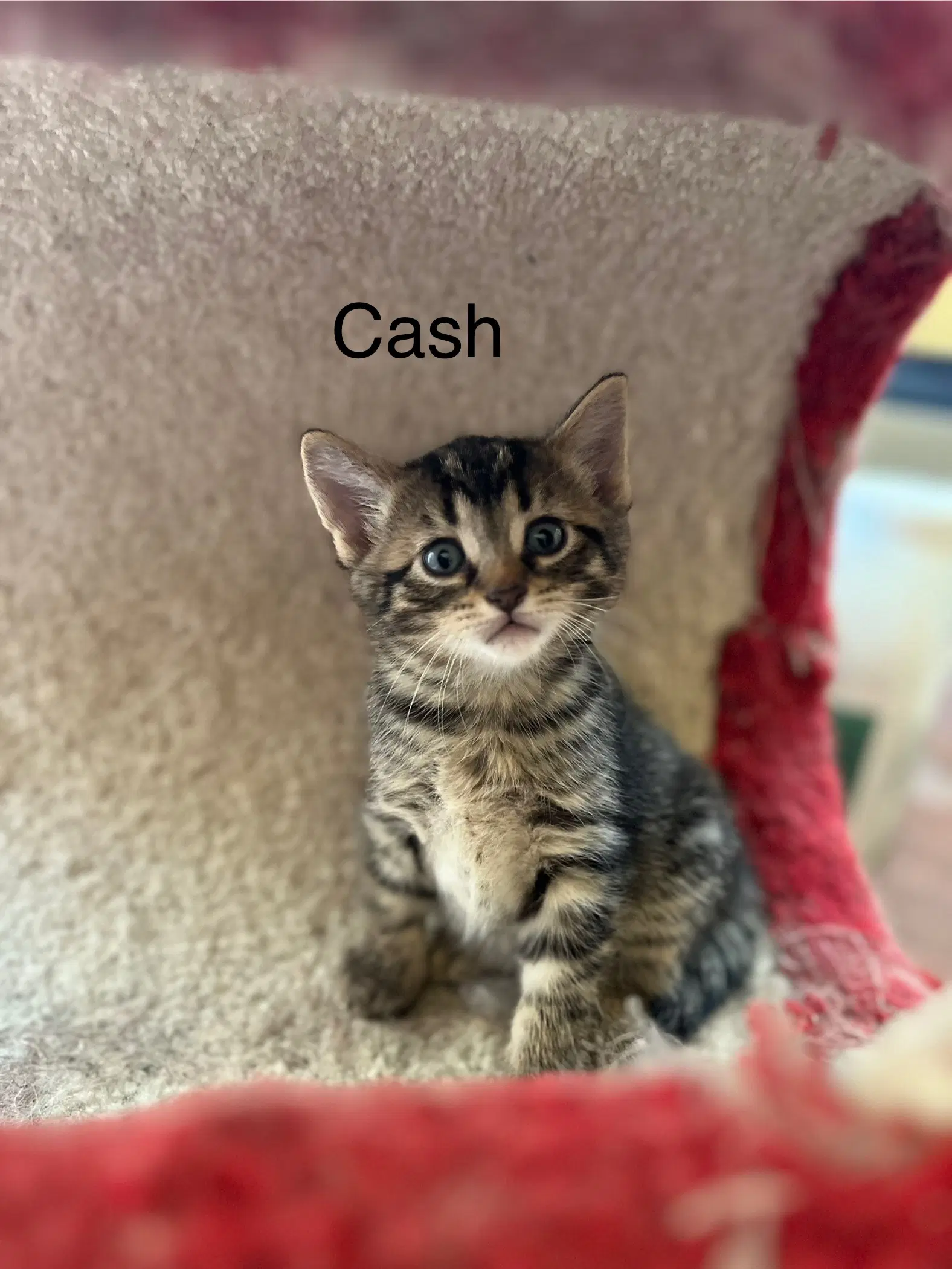 Cash image 3