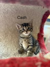 Cash BM