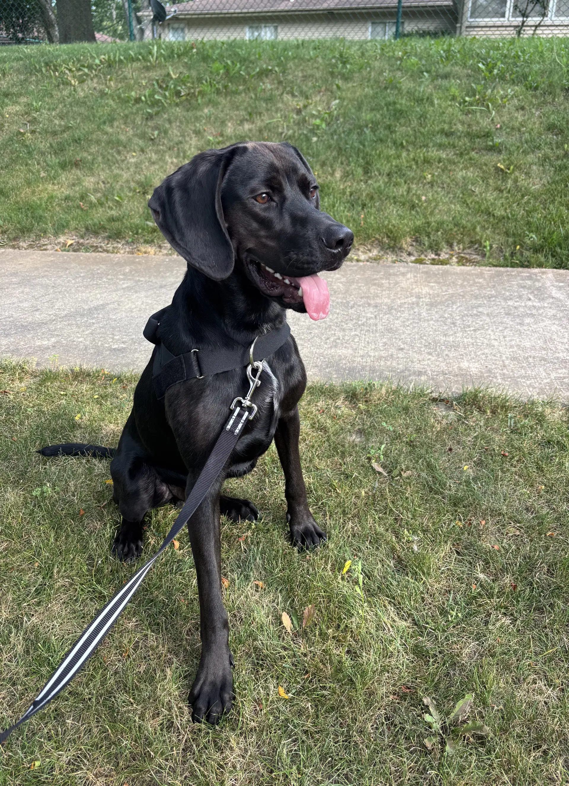 Winston - Lab/Coonhound