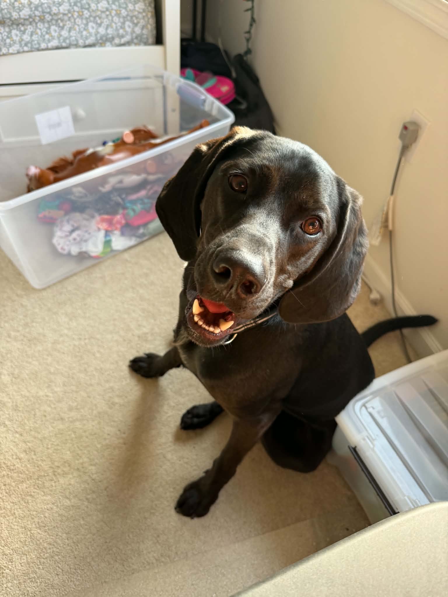 Winston image 3