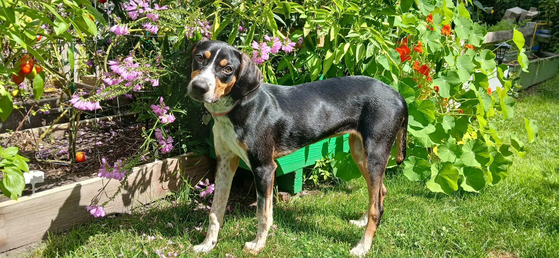 Mable - Bo - Hound