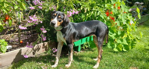 Mable - BO, a dog for adoption from House Of Hounds Rescue