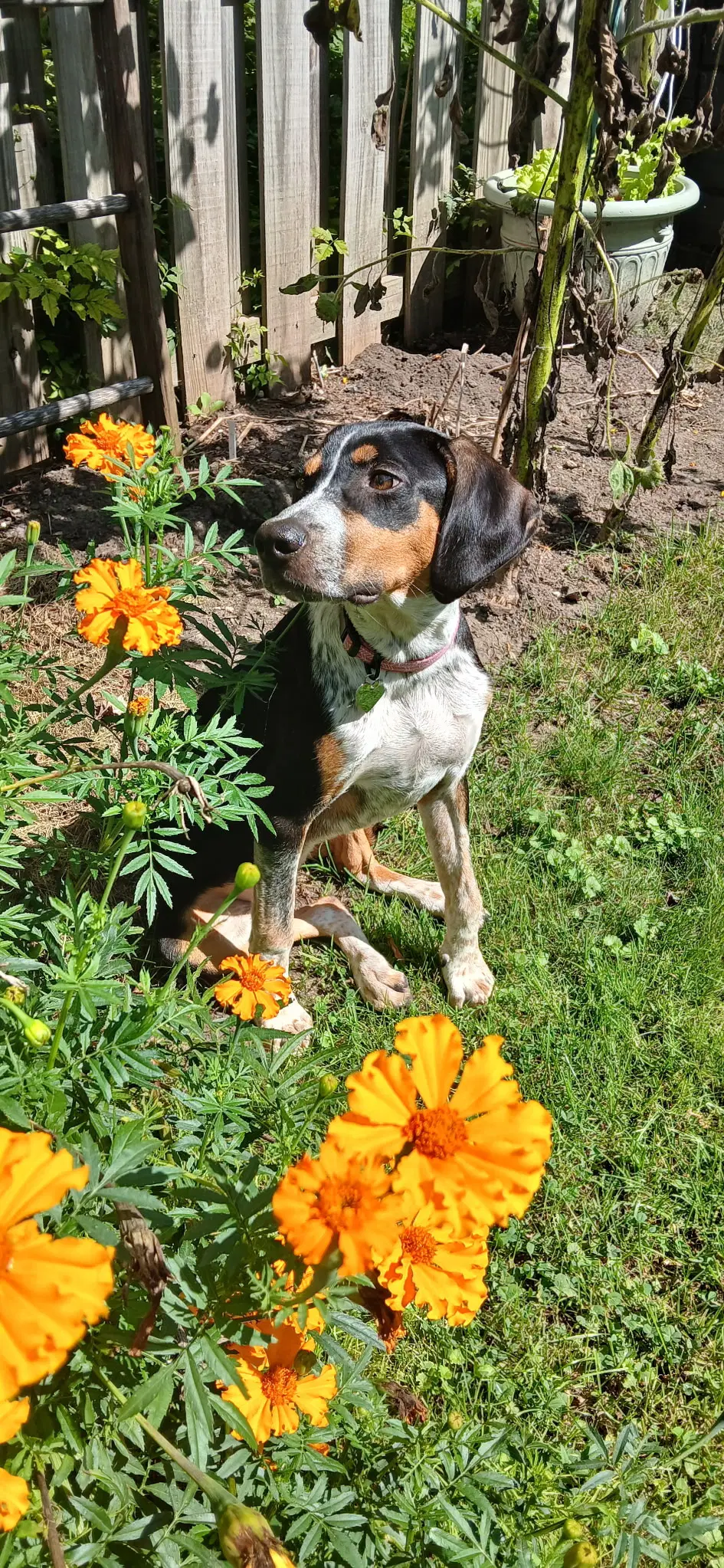 Mable - Bo image 2