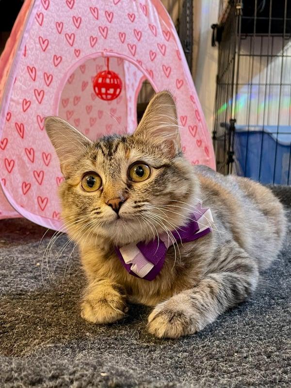 Cats for Adoption in Belle, Missouri Alpha Paw